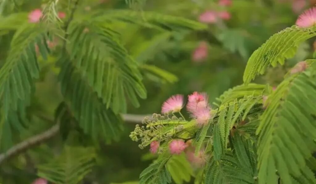 mimosa hostilis