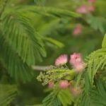 mimosa hostilis