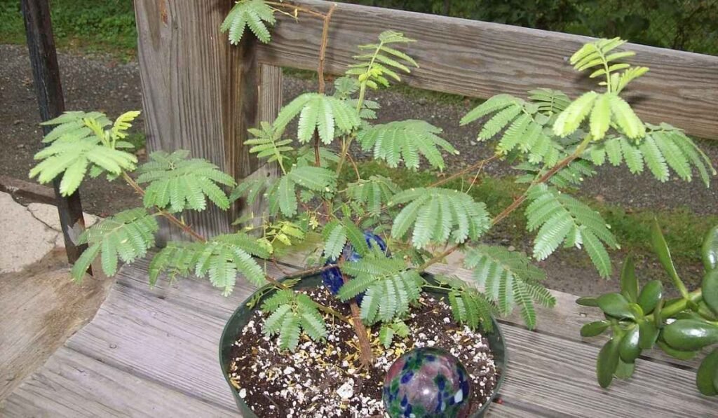 mimosa hostilis
