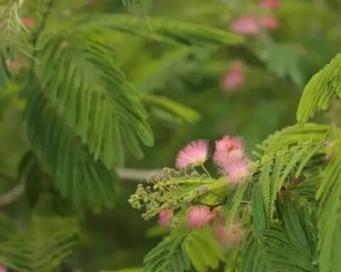 mimosa hostilis