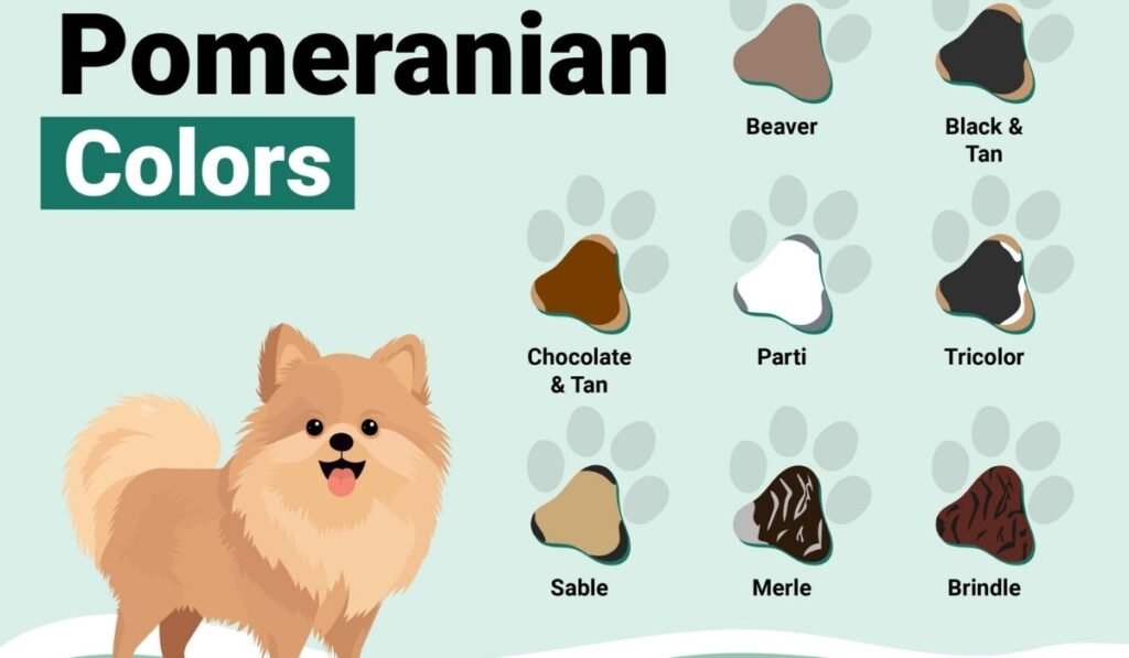 pomeranian colors
