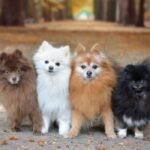 pomeranian colors