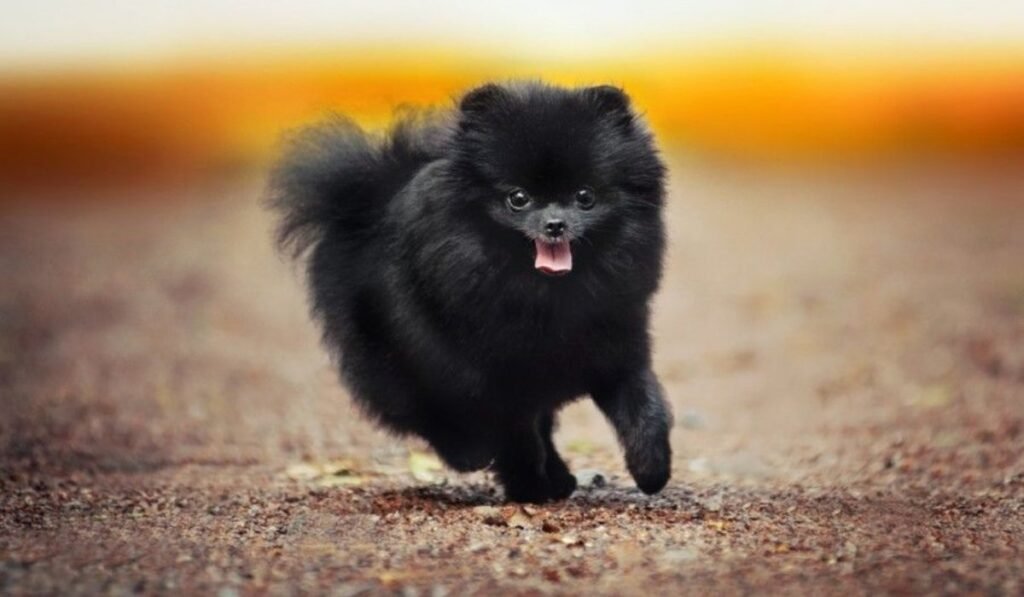 pomeranian colors