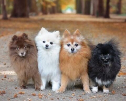 pomeranian colors