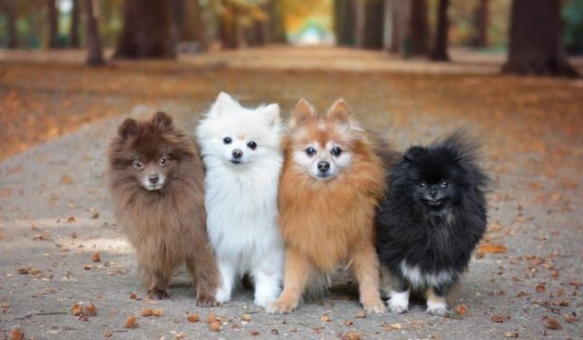pomeranian colors