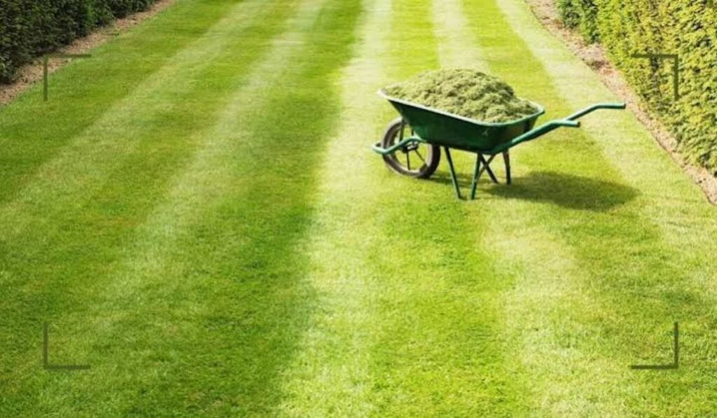 Lawn Care Mistakes