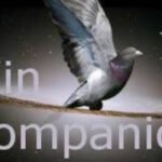 Wincompanion