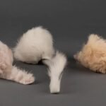 Heardfurball852