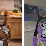 monkeygg2.netlify