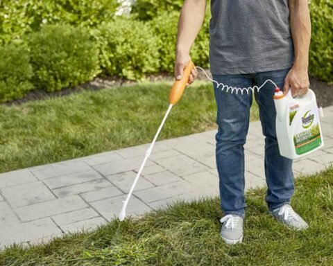 best lawn weed killer